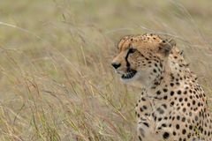 Gepard