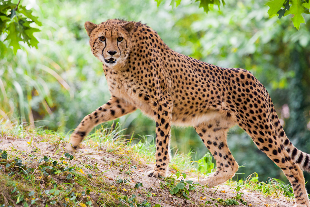 Gepard Foto & Bild | tiere, zoo, wildpark & falknerei, säugetiere