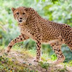 Gepard