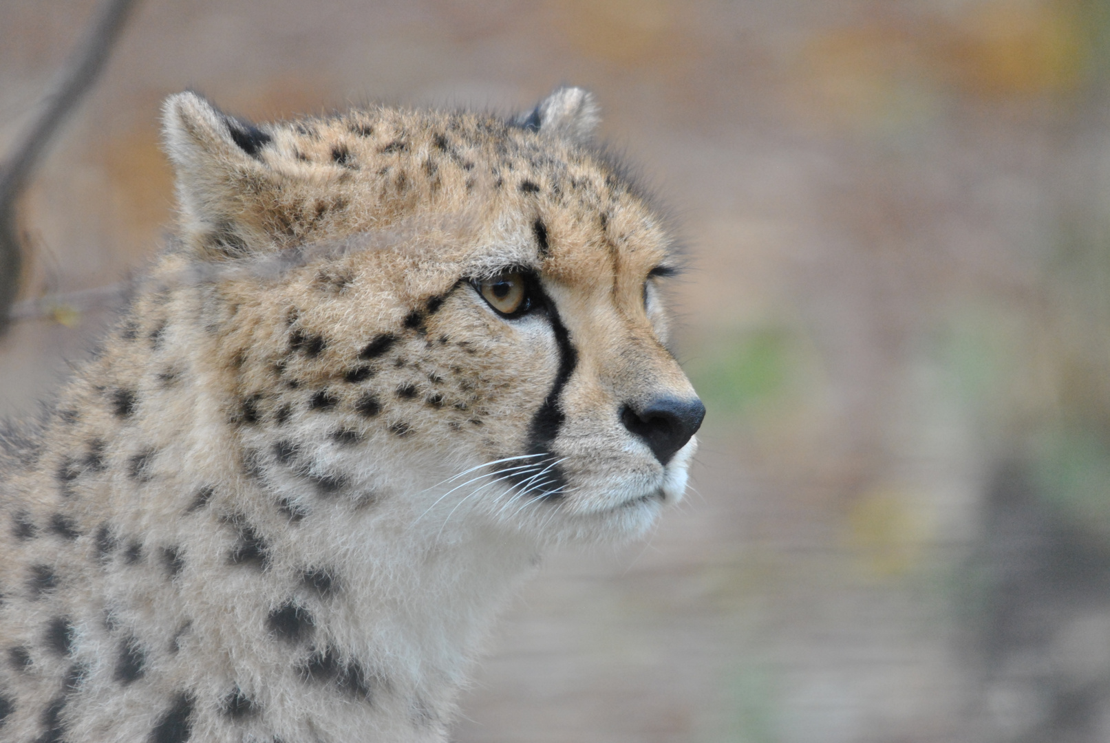 Gepard