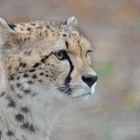 Gepard