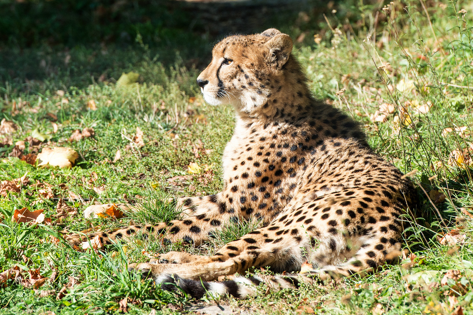 Gepard