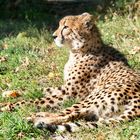 Gepard