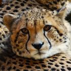 Gepard