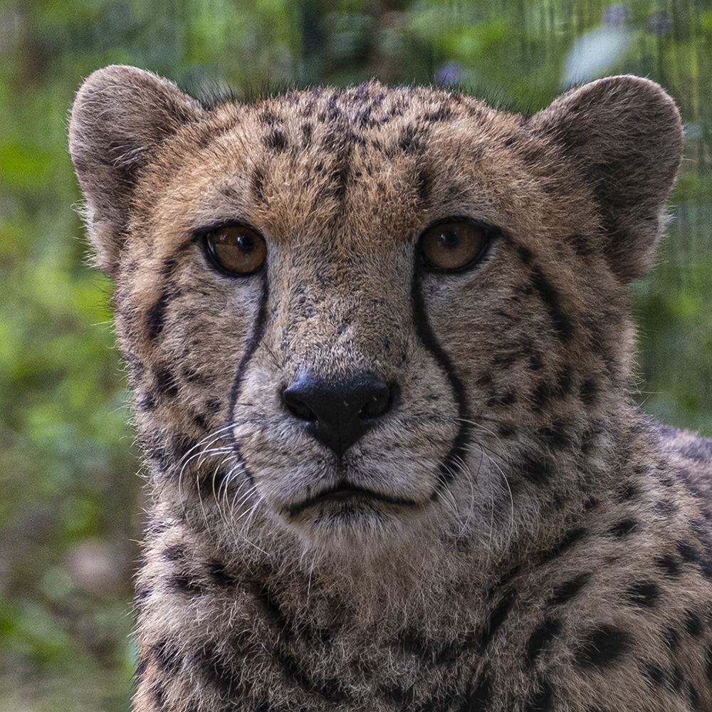 Gepard