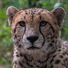 Gepard