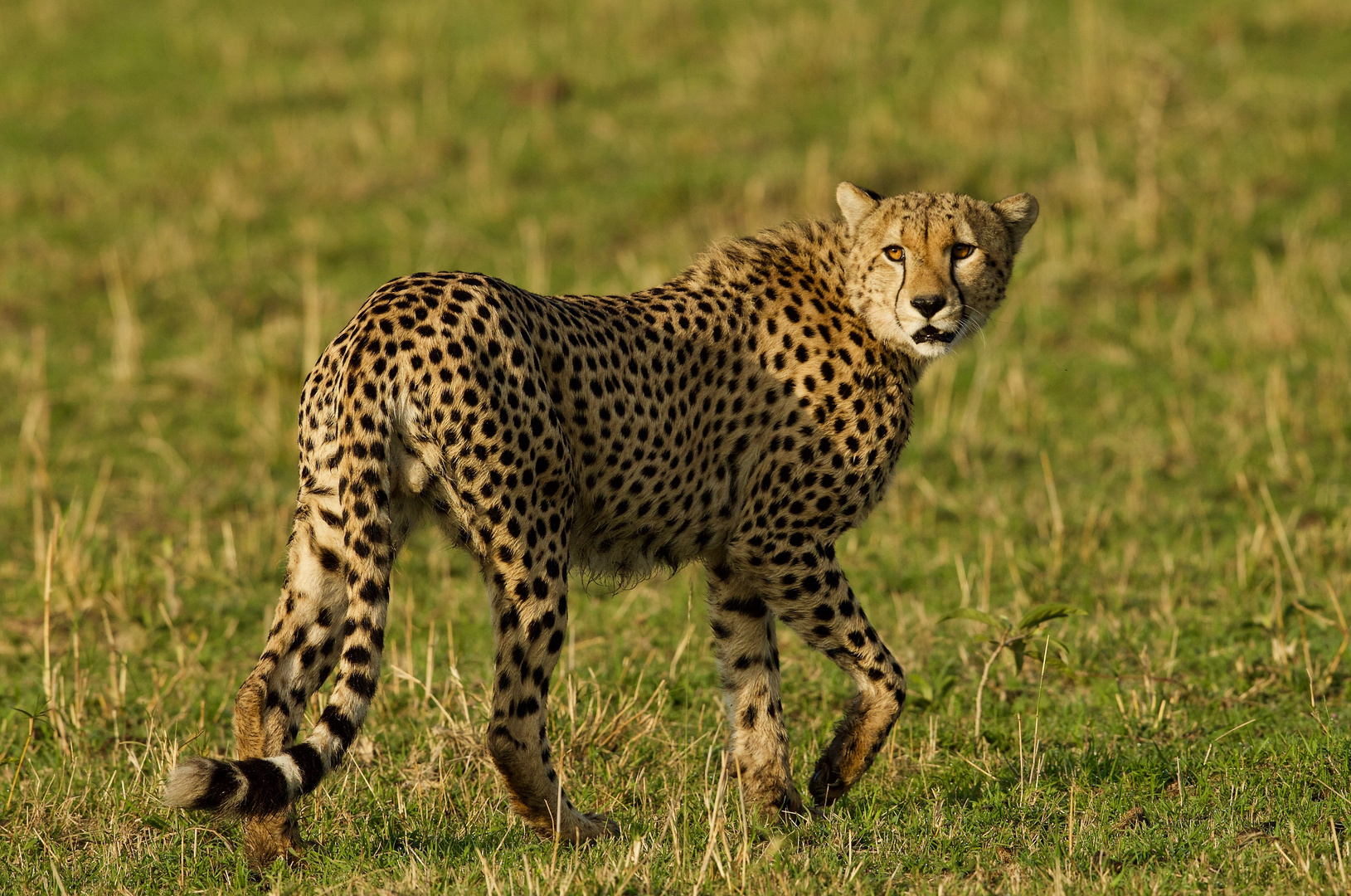 Gepard