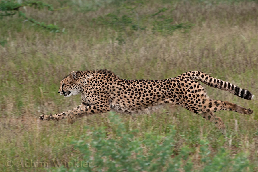 Gepard