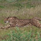 Gepard