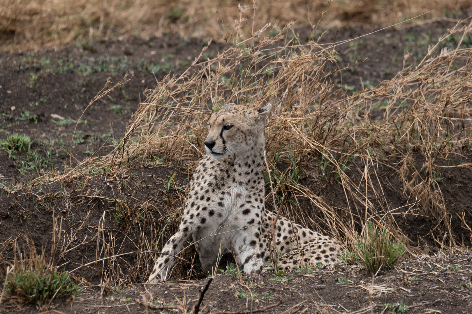 Gepard