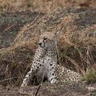 Gepard