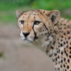 Gepard