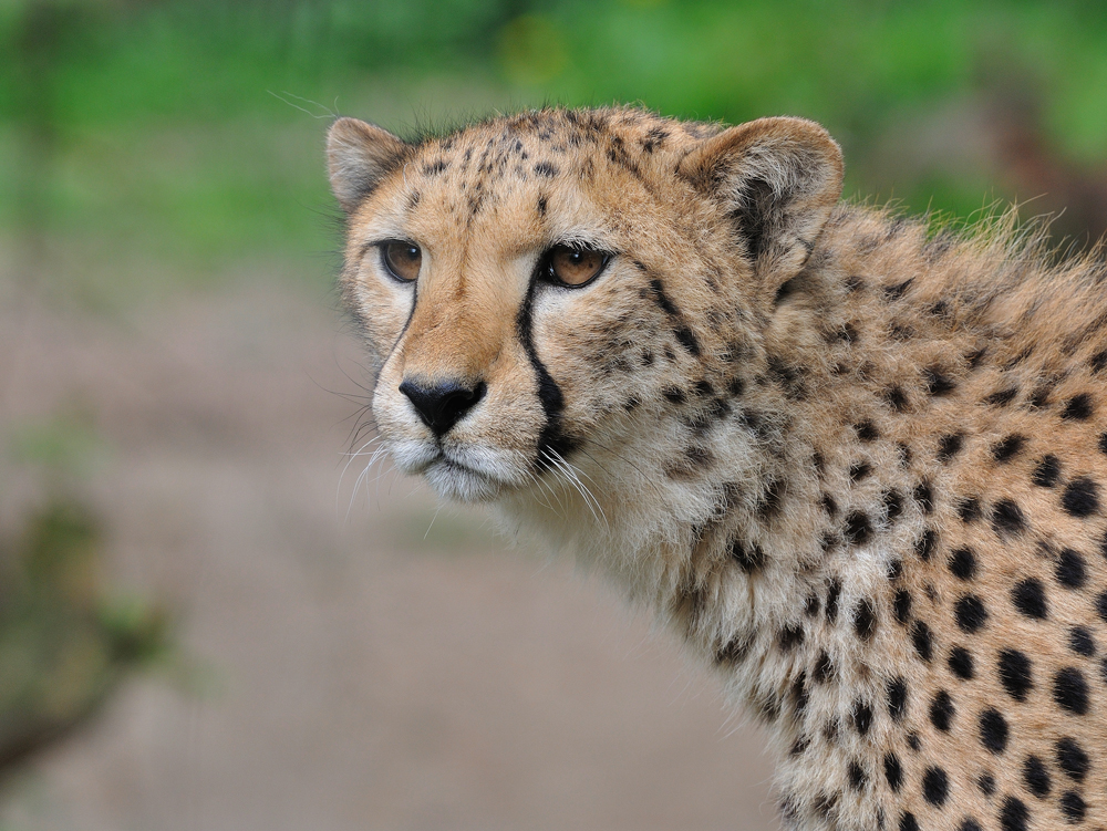 Gepard