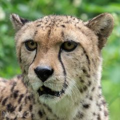 Gepard 