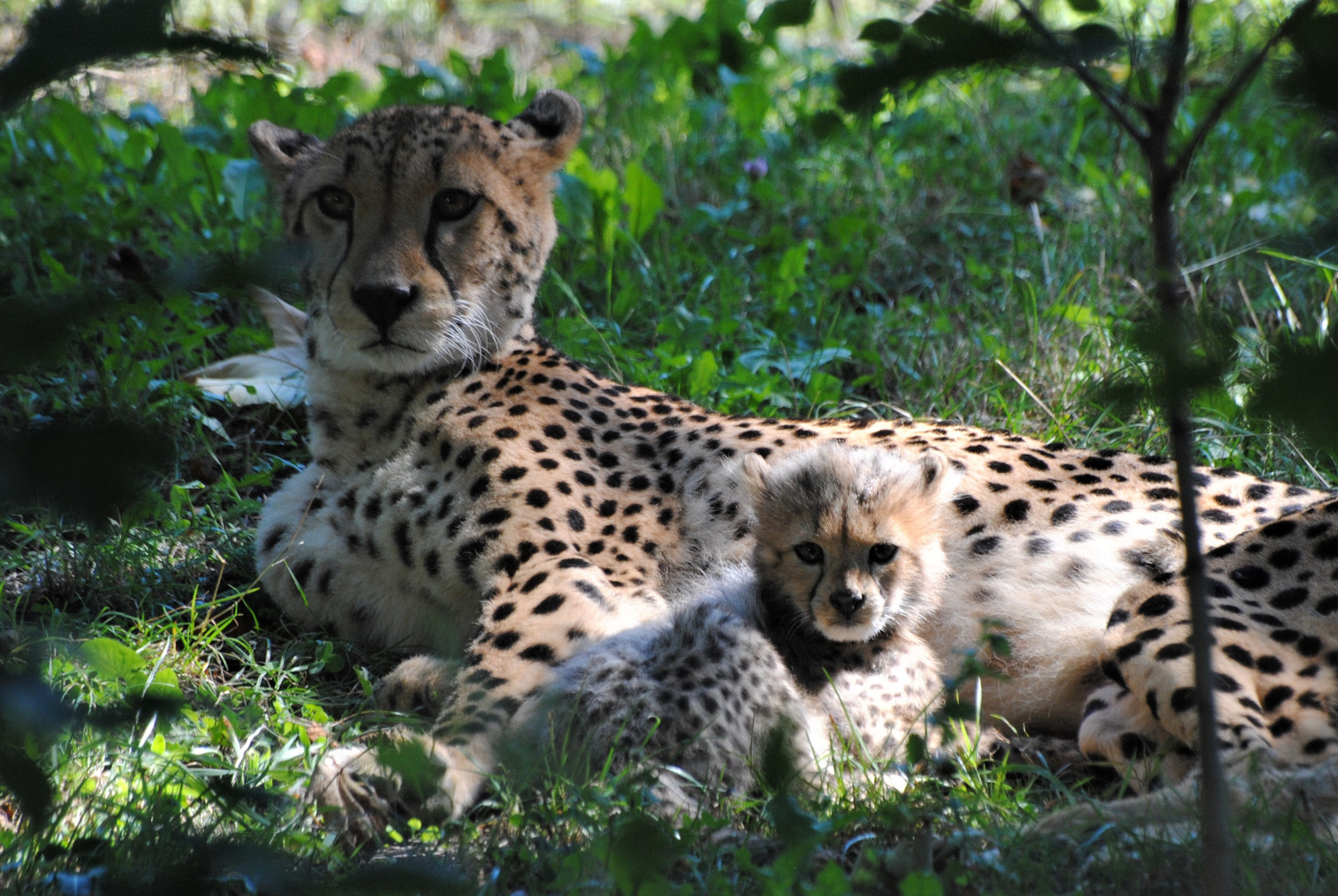 Gepard
