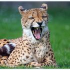 Gepard