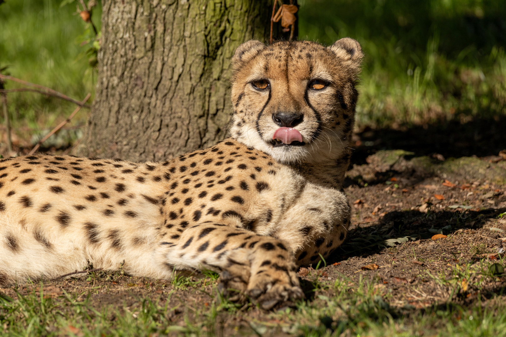 Gepard