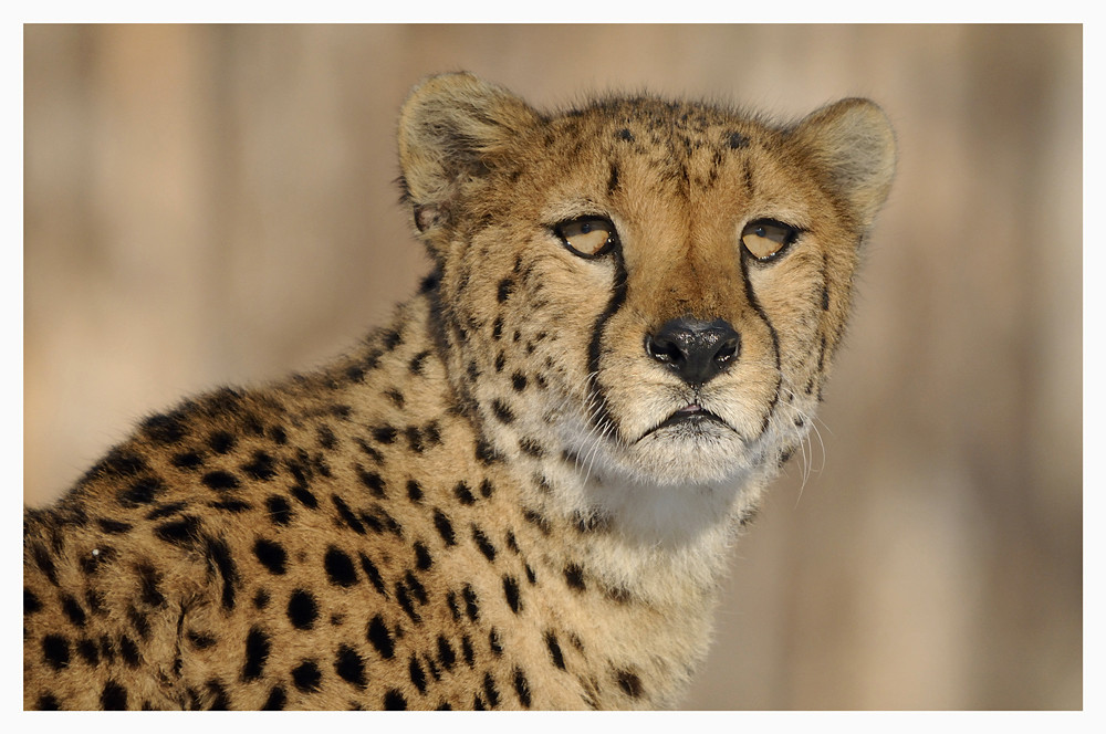 Gepard