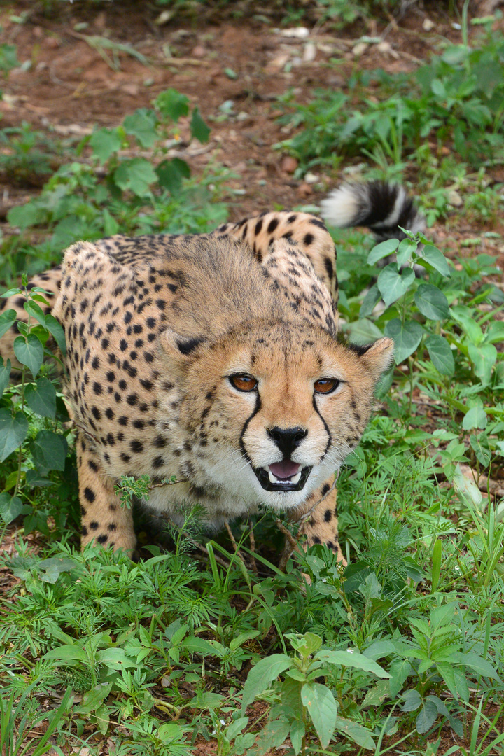 Gepard