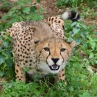 Gepard