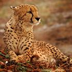 Gepard