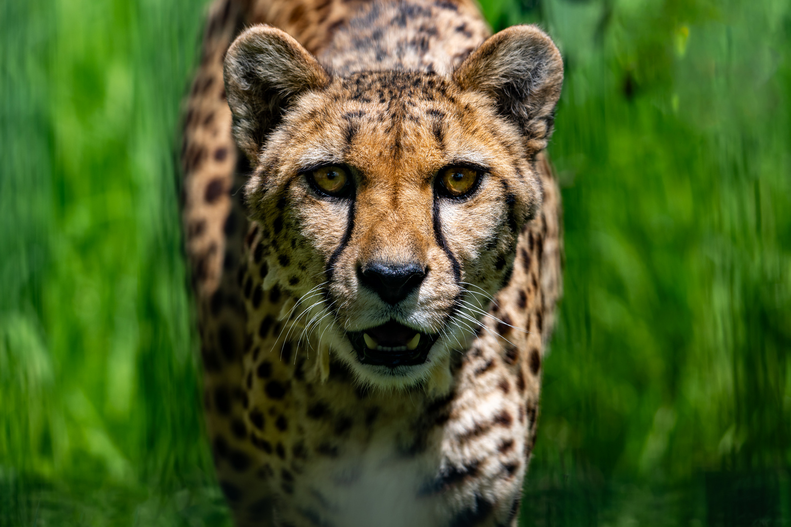 Gepard 