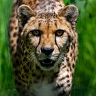 Gepard 