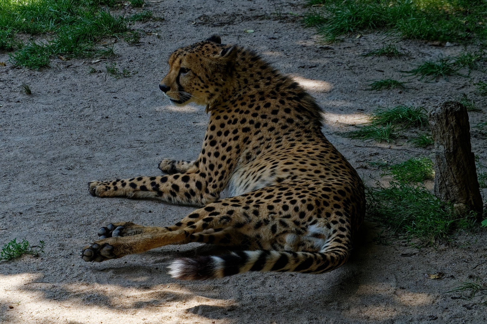 Gepard