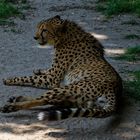 Gepard