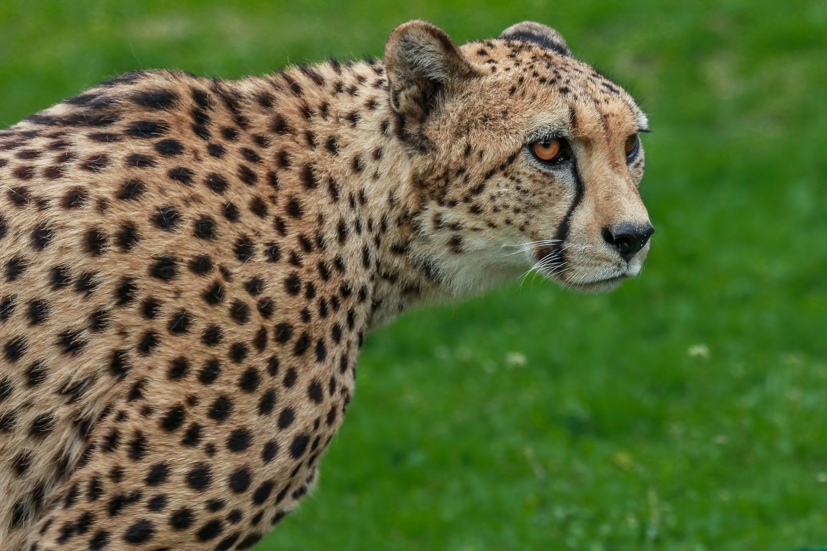 Gepard