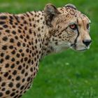 Gepard