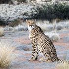 Gepard