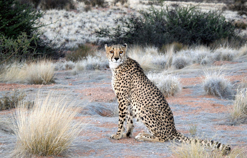 Gepard