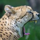 Gepard