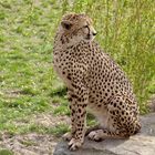 Gepard