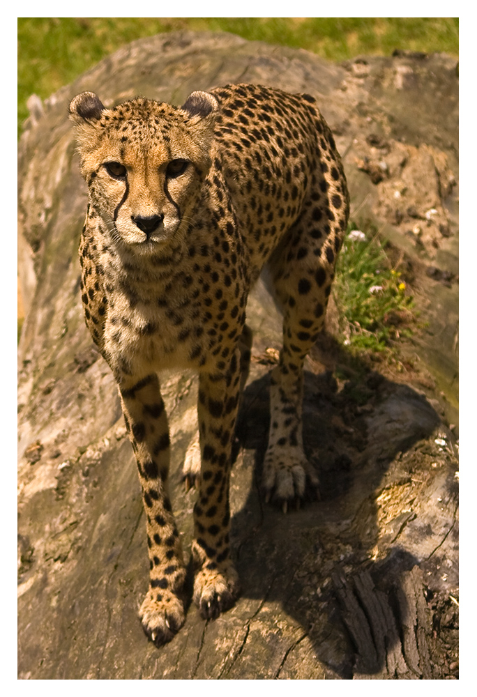 Gepard