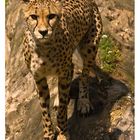 Gepard