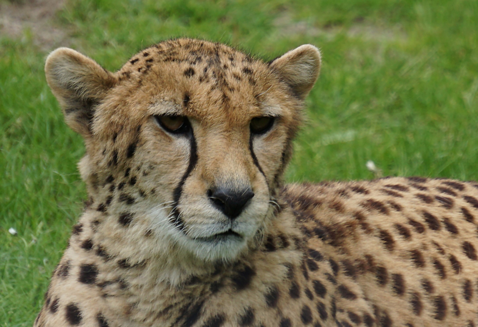 Gepard