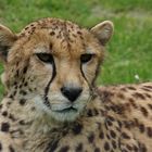 Gepard