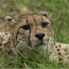 Gepard