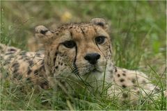 Gepard