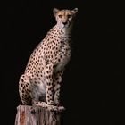 Gepard