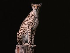 Gepard