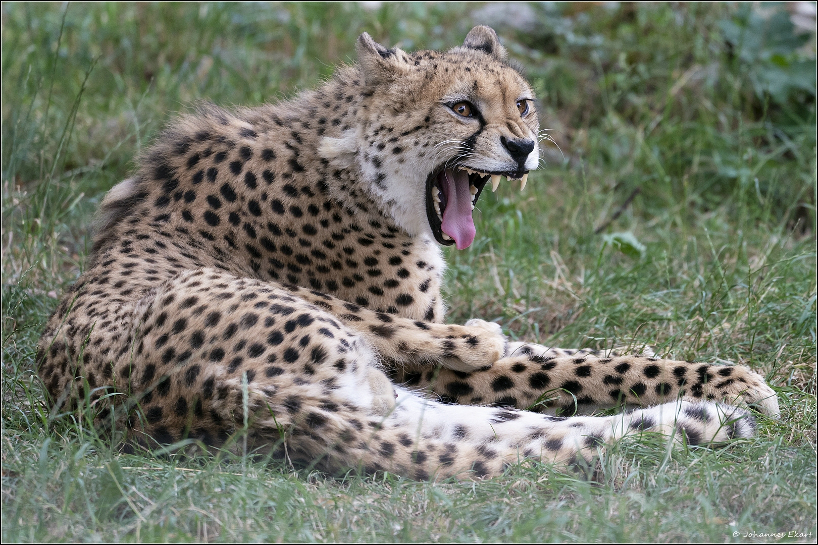 Gepard