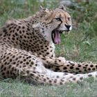 Gepard