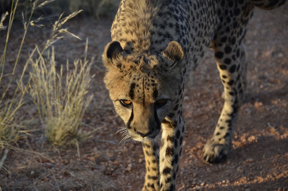 Gepard von Ronny Gängler 