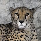 Gepard