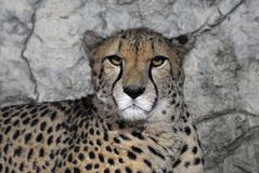 Gepard