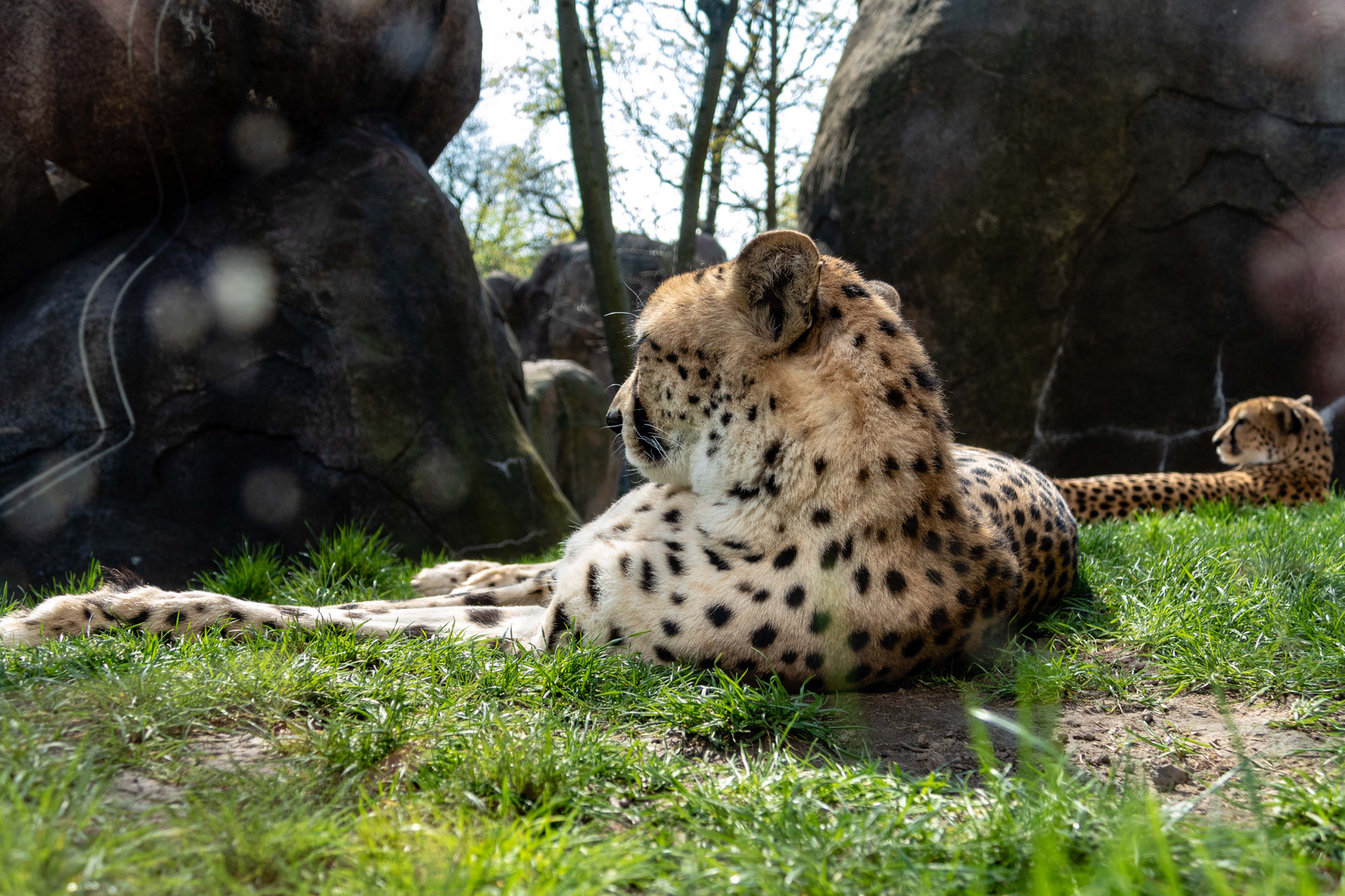 Gepard