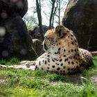 Gepard